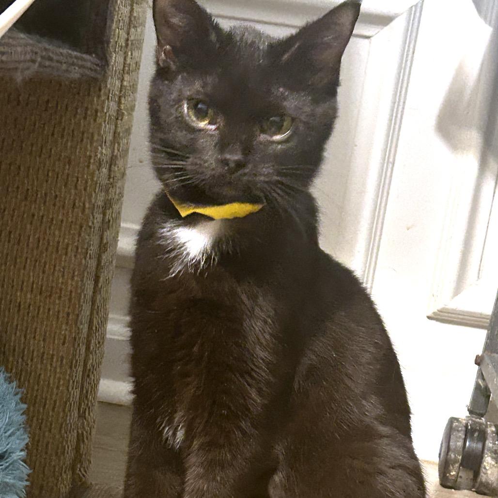 Barry, Adoptable, Young Male American Shorthair.