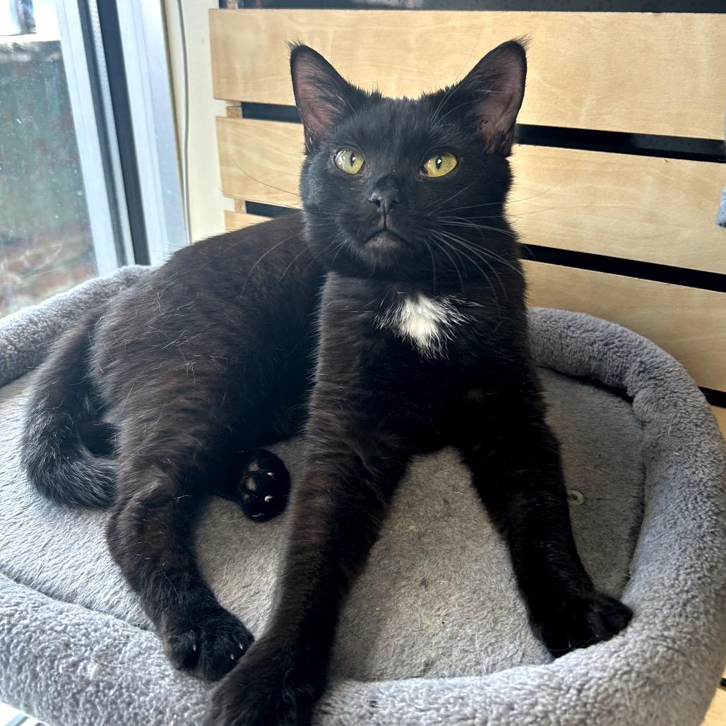 Enlarge Barry, a Adoptable American Shorthair in Huntsville, AL image 2/4