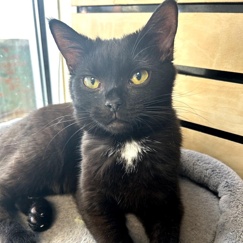 Enlarge Barry, a Adoptable American Shorthair in Huntsville, AL image 3/4