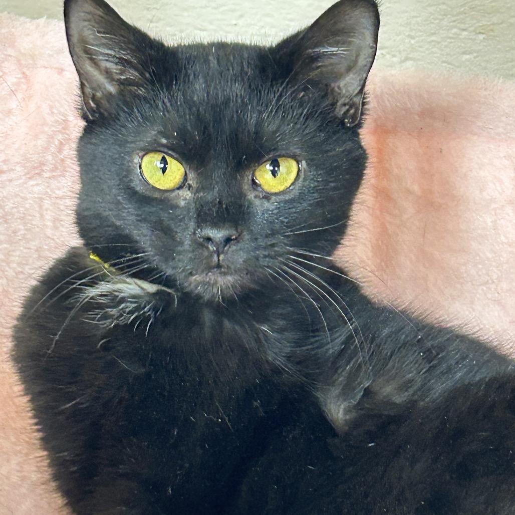 Enlarge Barry, a Adoptable American Shorthair in Huntsville, AL image 4/4