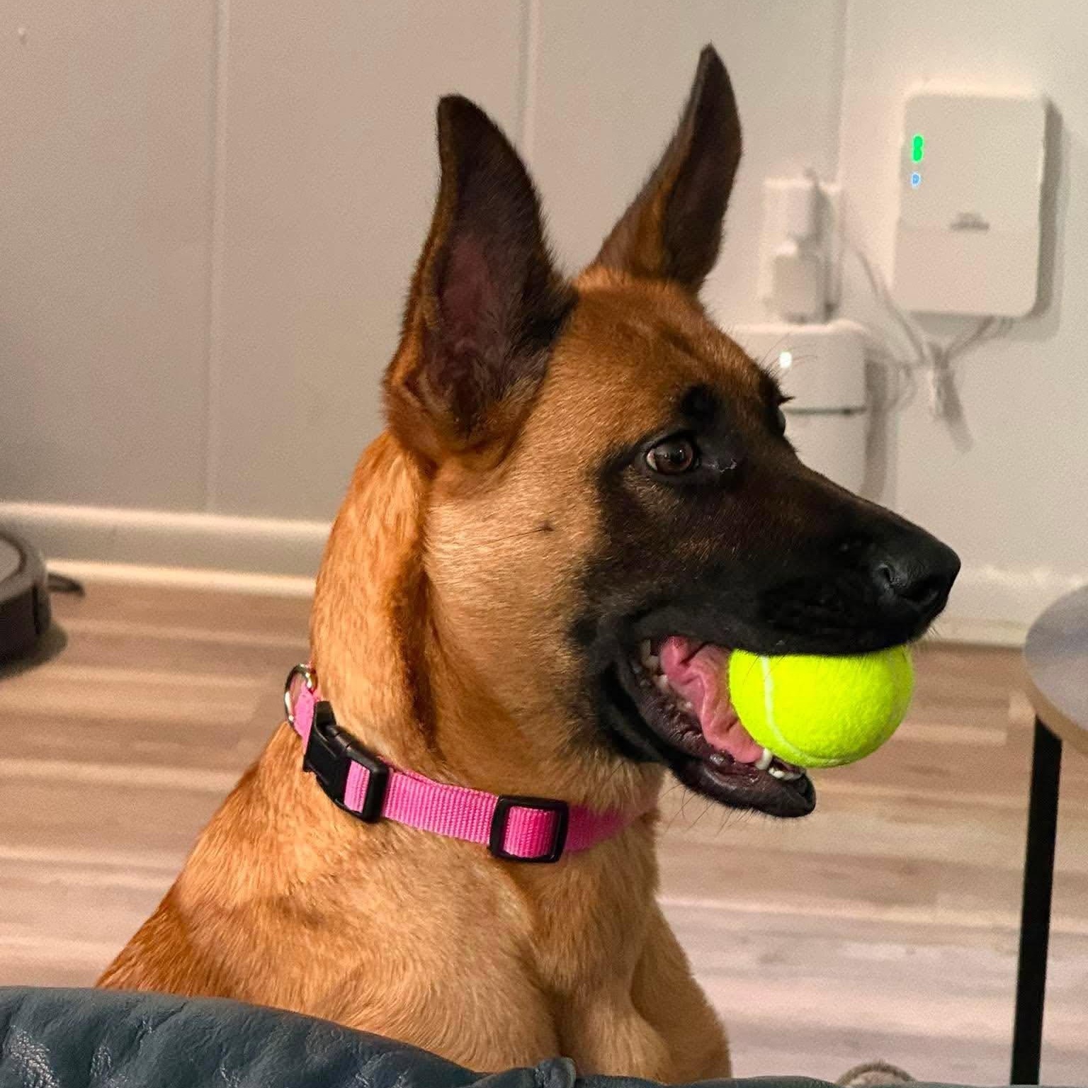 Enlarge Maple, a ADOPTABLE mixed breed in Lockhart, TX image 1/6