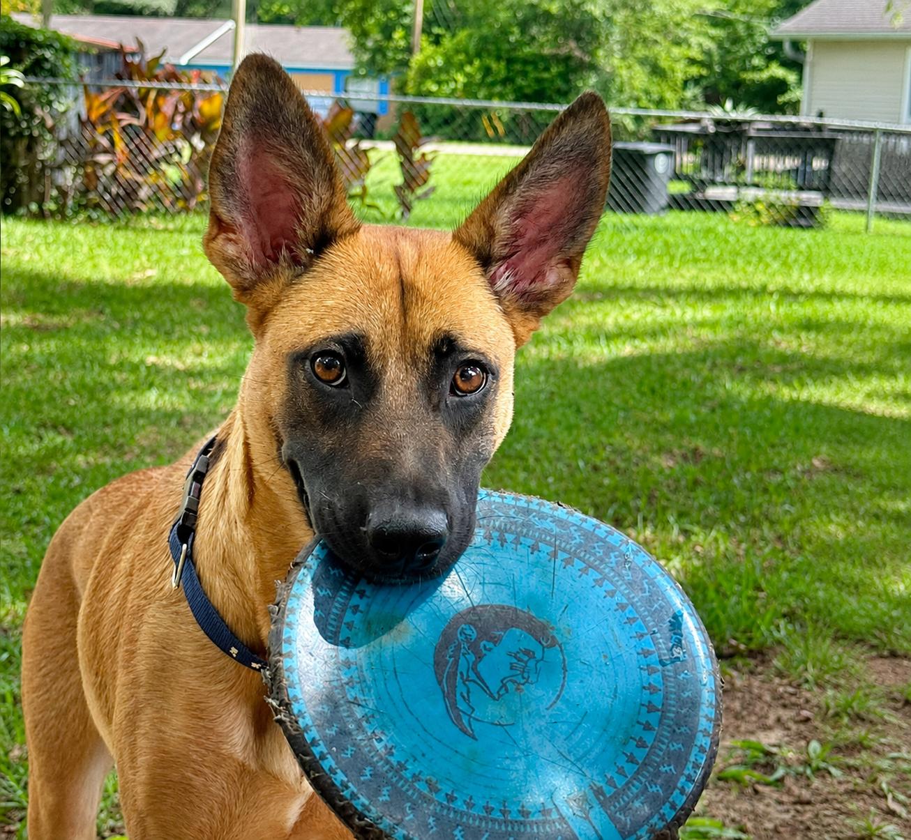 Enlarge Maple, a ADOPTABLE mixed breed in Lockhart, TX image 3/6