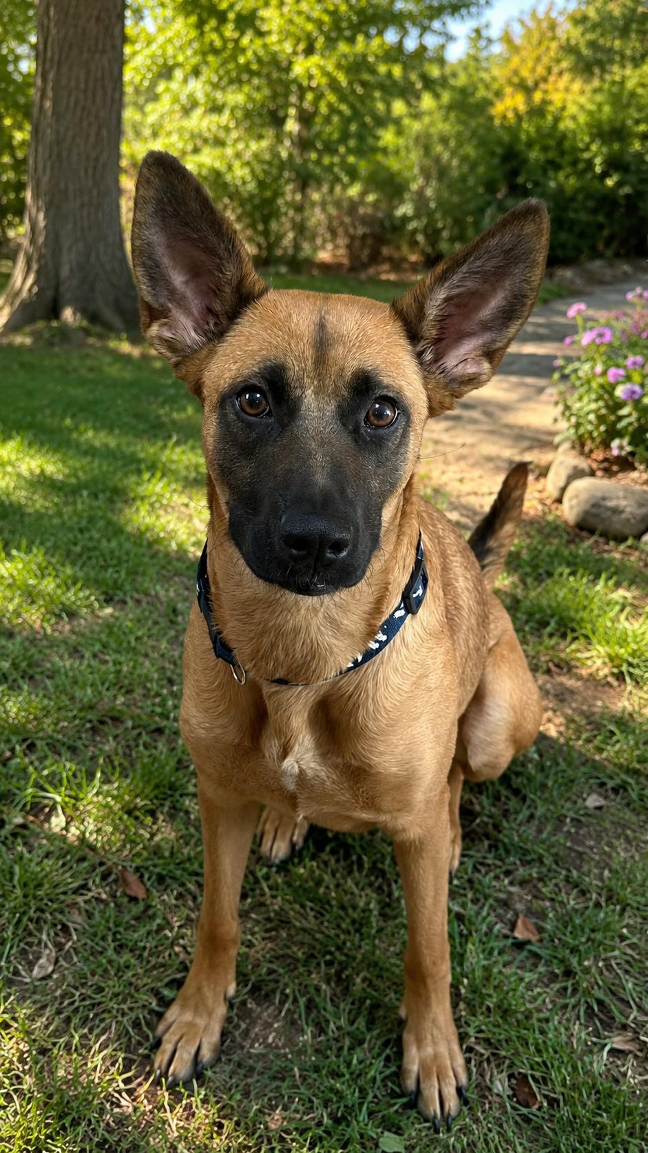 Enlarge Maple, a ADOPTABLE mixed breed in Lockhart, TX image 2/6