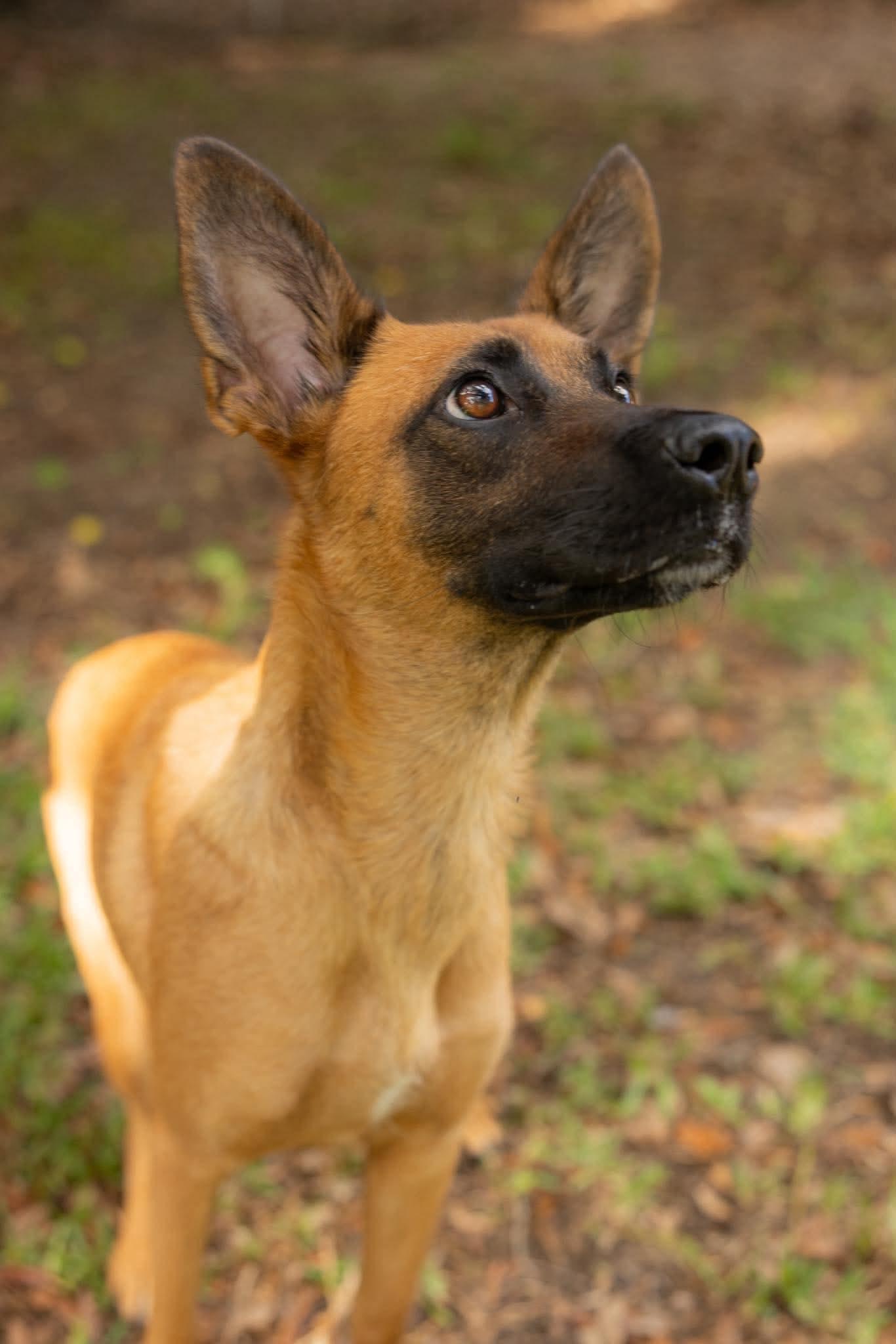 Enlarge Maple, a ADOPTABLE mixed breed in Lockhart, TX image 5/6