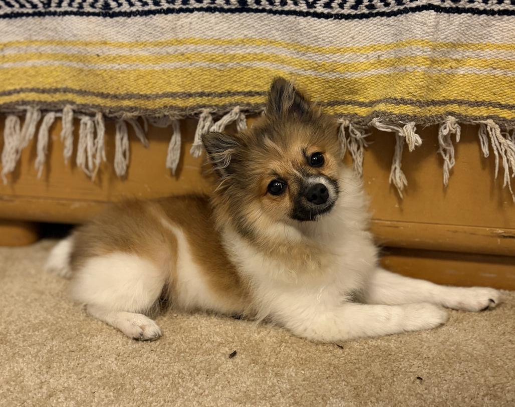 Enlarge Pixie, an adopted Pomeranian in Puyallup, WA image 1/3