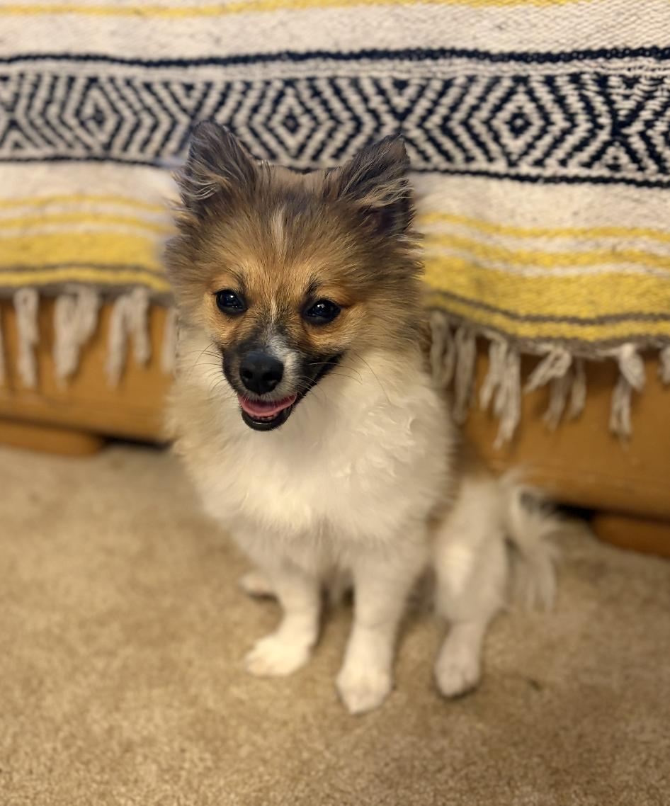 Enlarge Pixie, an adopted Pomeranian in Puyallup, WA image 2/3