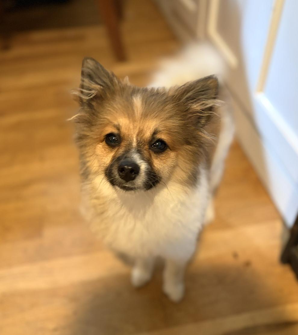 Enlarge Pixie, an adopted Pomeranian in Puyallup, WA image 3/3