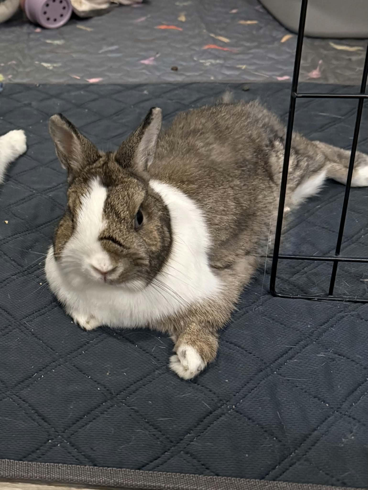 Enlarge Bea, a Adopted Dwarf in Sauk Village, IL image 4/5