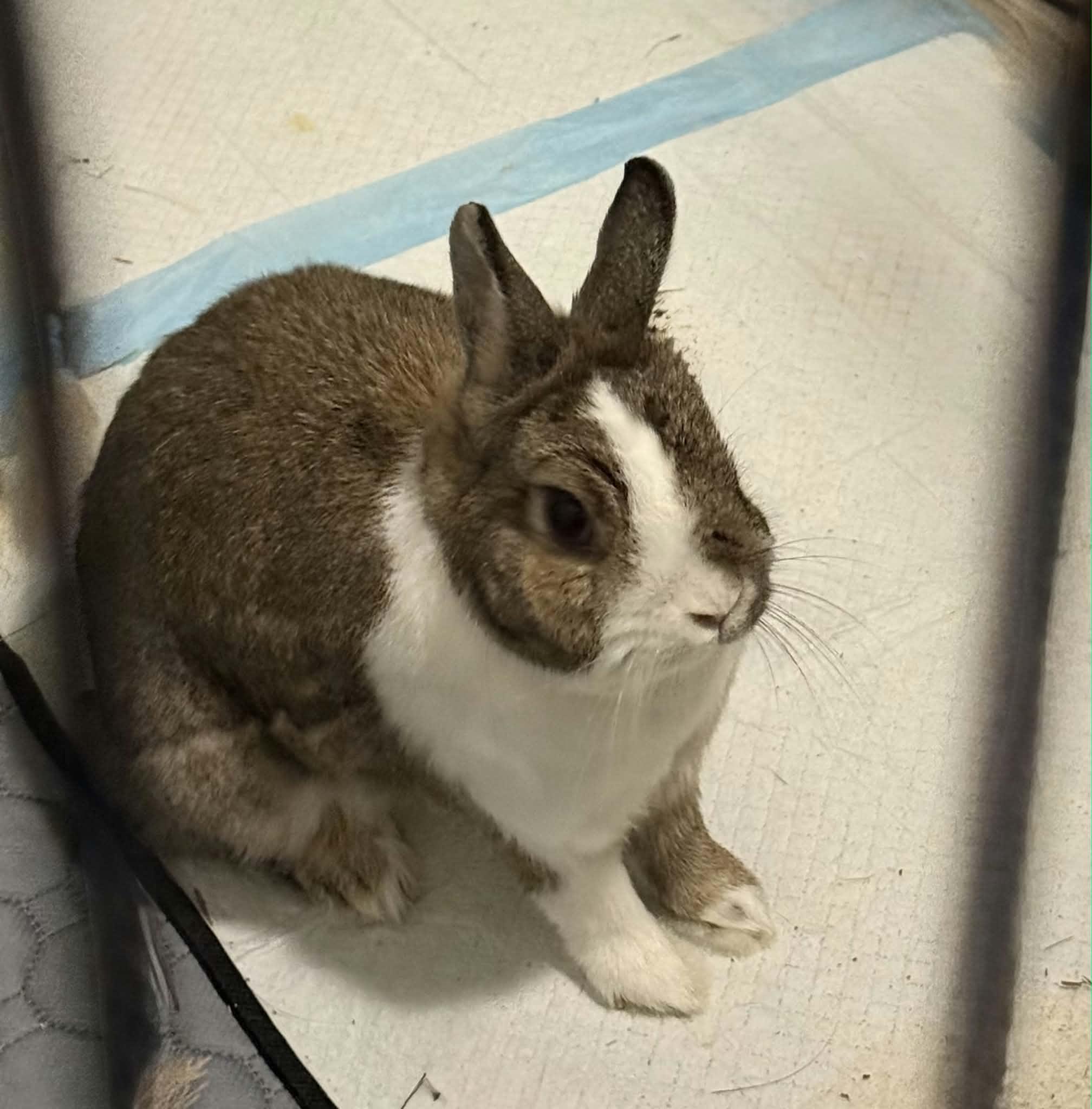 Enlarge Bea, a Adopted Dwarf in Sauk Village, IL image 2/5