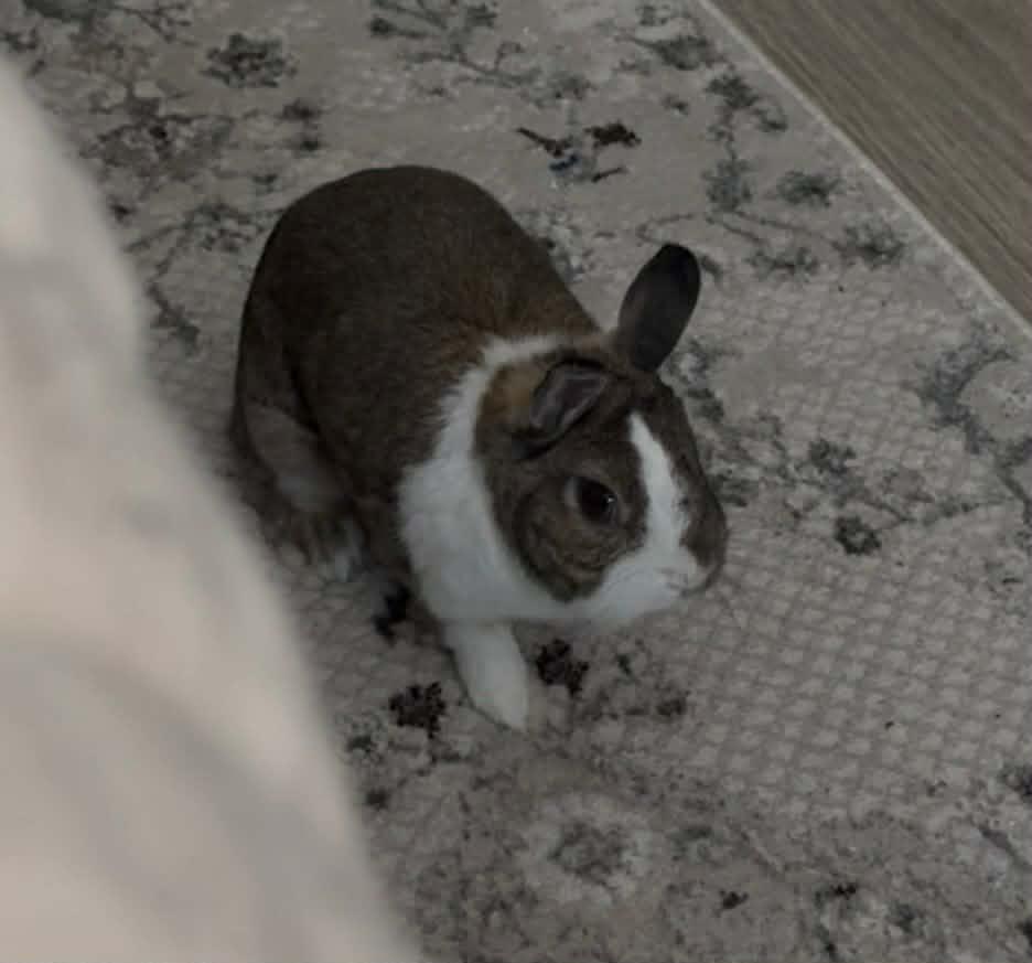 Enlarge Bea, a Adopted Dwarf in Sauk Village, IL image 3/5