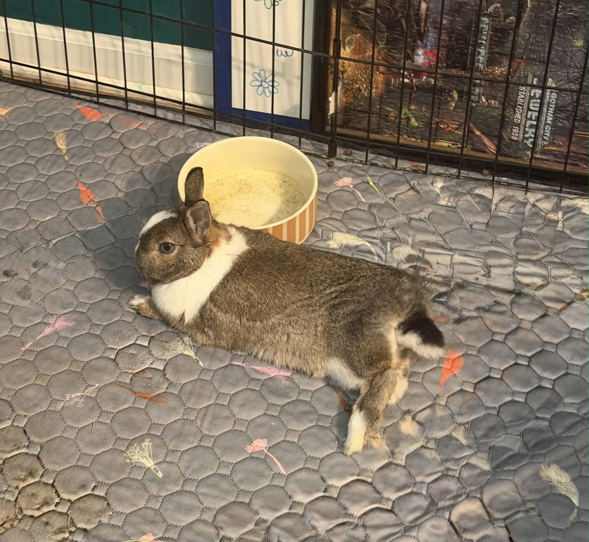 Enlarge Bea, a Adopted Dwarf in Sauk Village, IL image 5/5