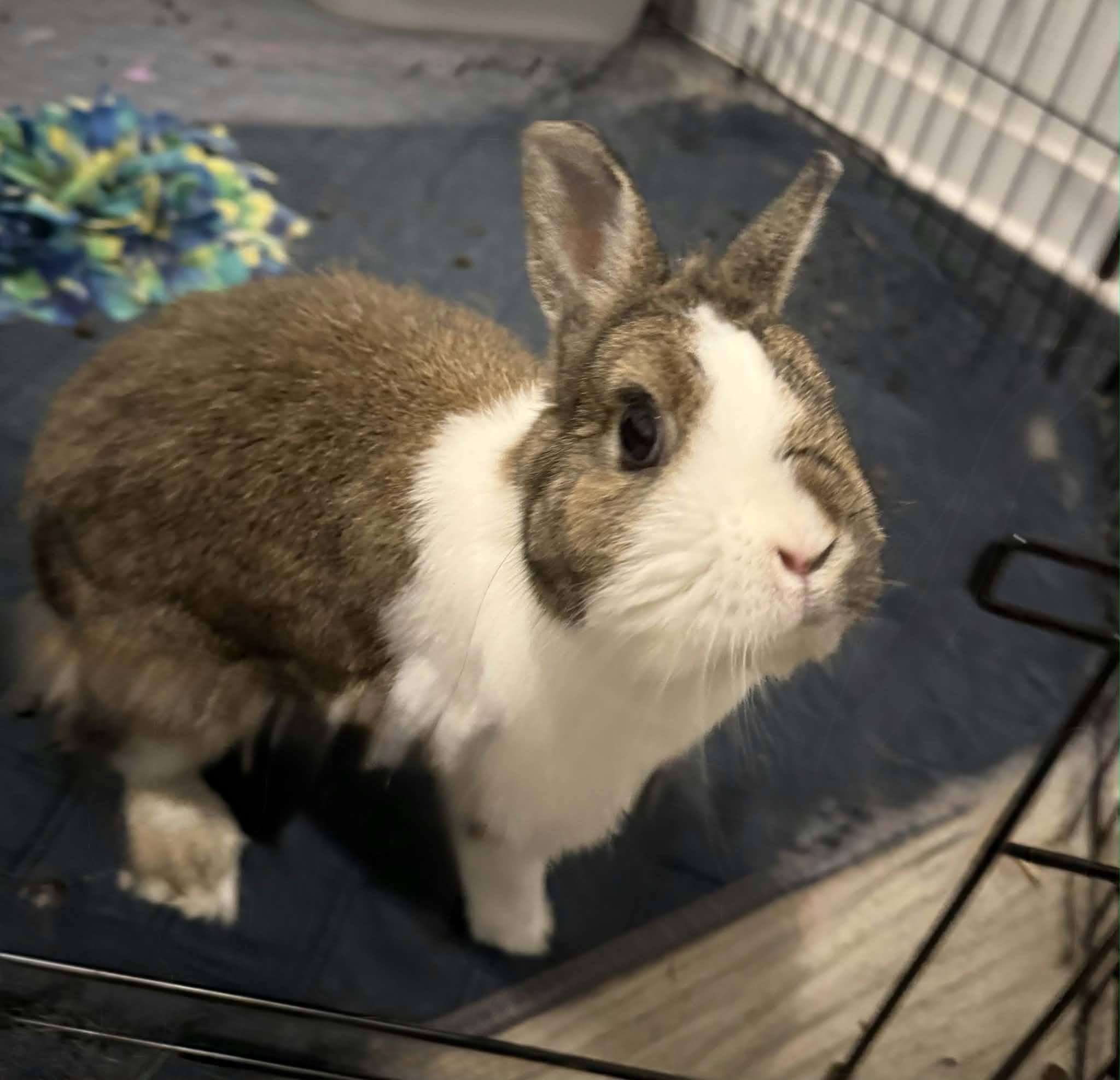 Bea, Adopted, Adult Female Dwarf.
