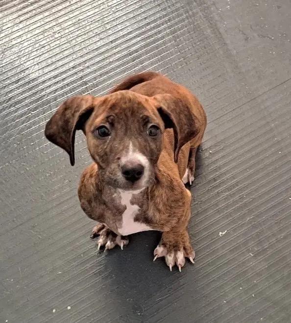 Molly, an adopted mixed breed in Albuquerque, NM image 2/3