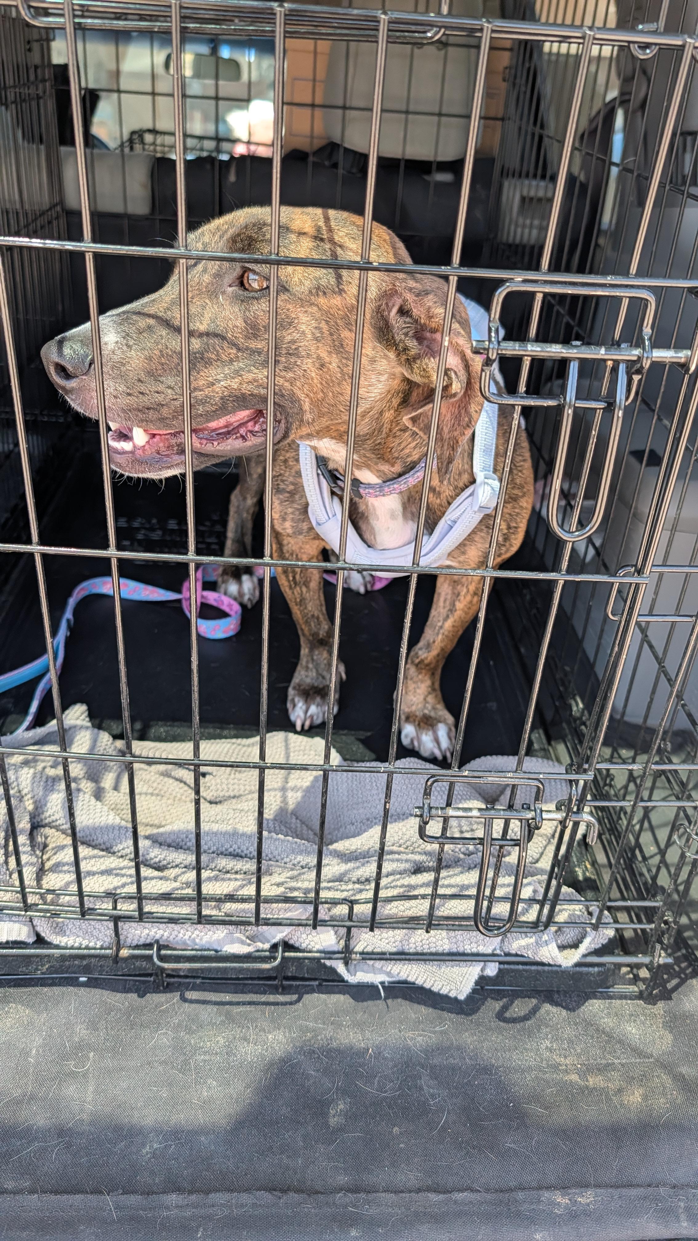 Molly, an adopted mixed breed in Albuquerque, NM image 3/3