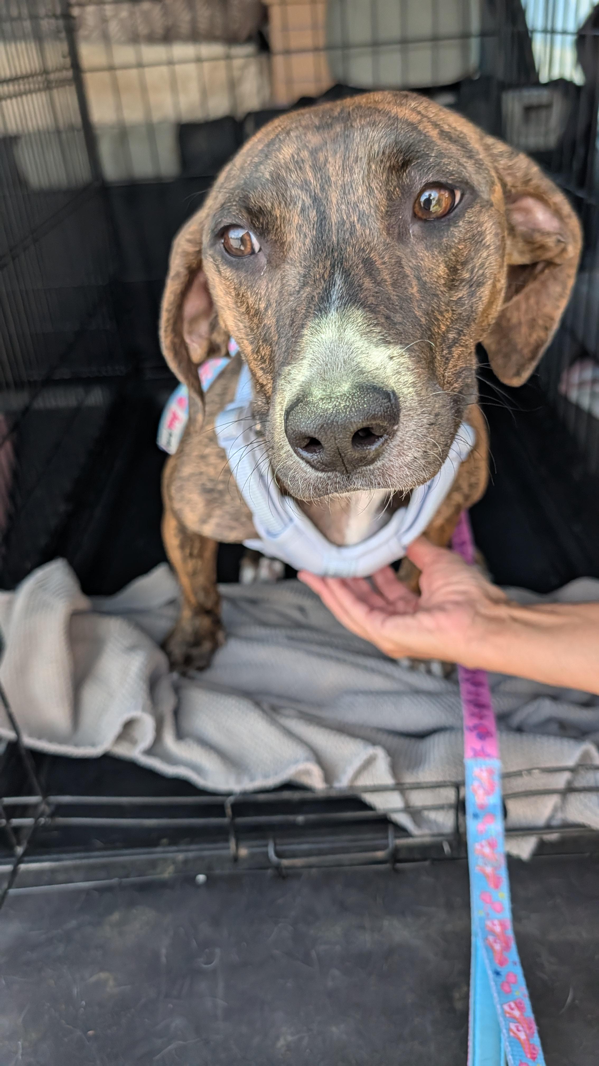 Molly, an adopted mixed breed in Albuquerque, NM image 1/3