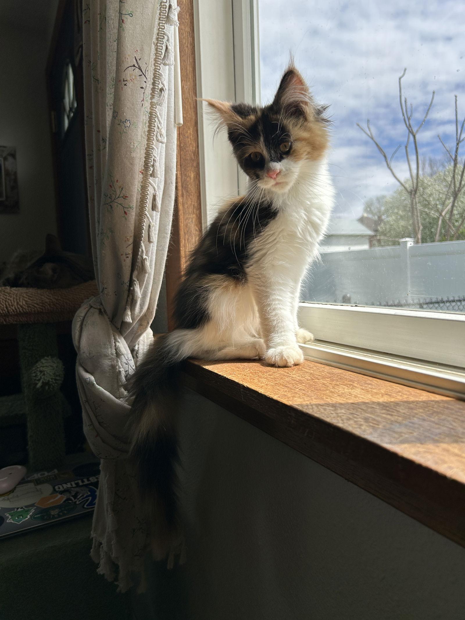 Posie, Adopted, Young Female Maine Coon.
