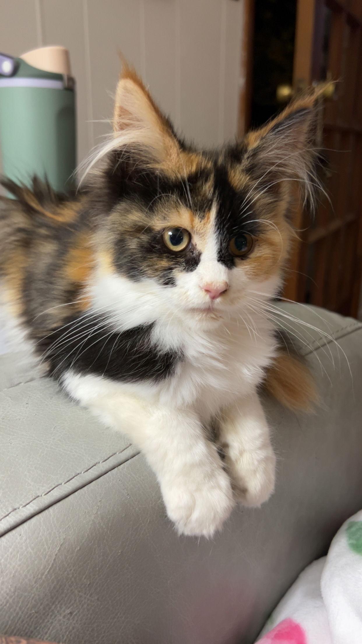 Posie, a Adopted Maine Coon in Coralville, IA image 2/2