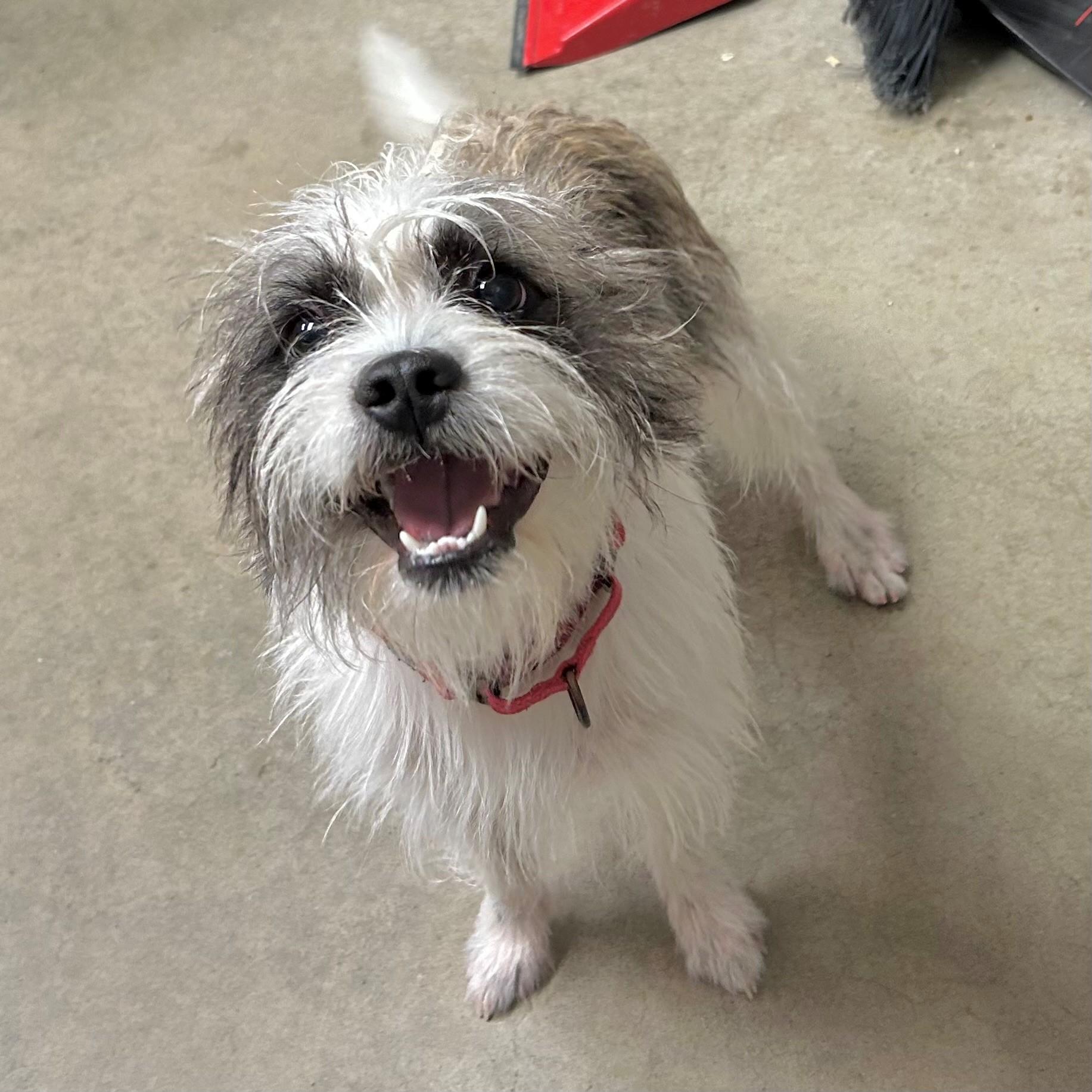 Boo, Adopted, Adult Male Mixed Breed.