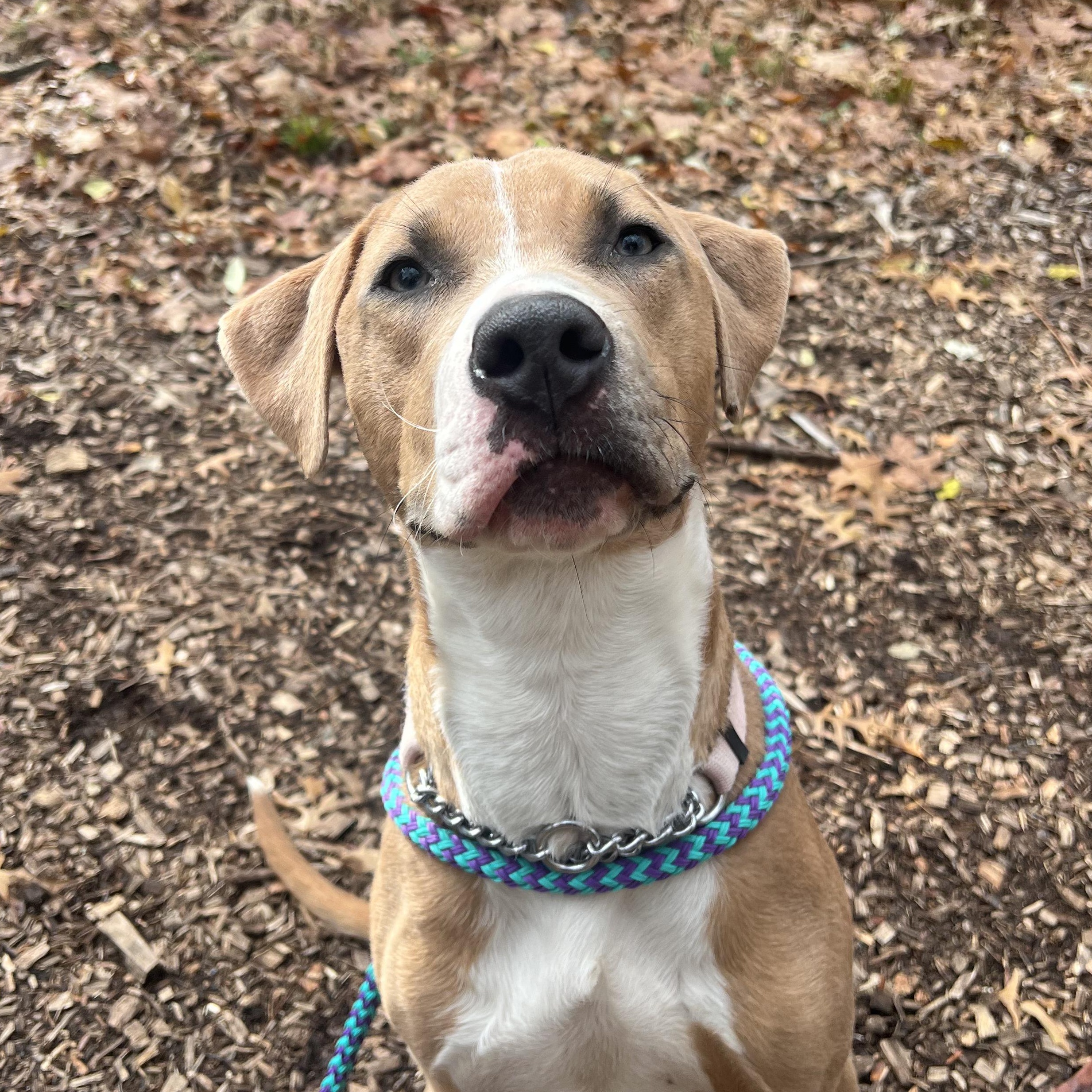 Enlarge Lula, a Adoptable mixed breed in Montclair, NJ image 2/6