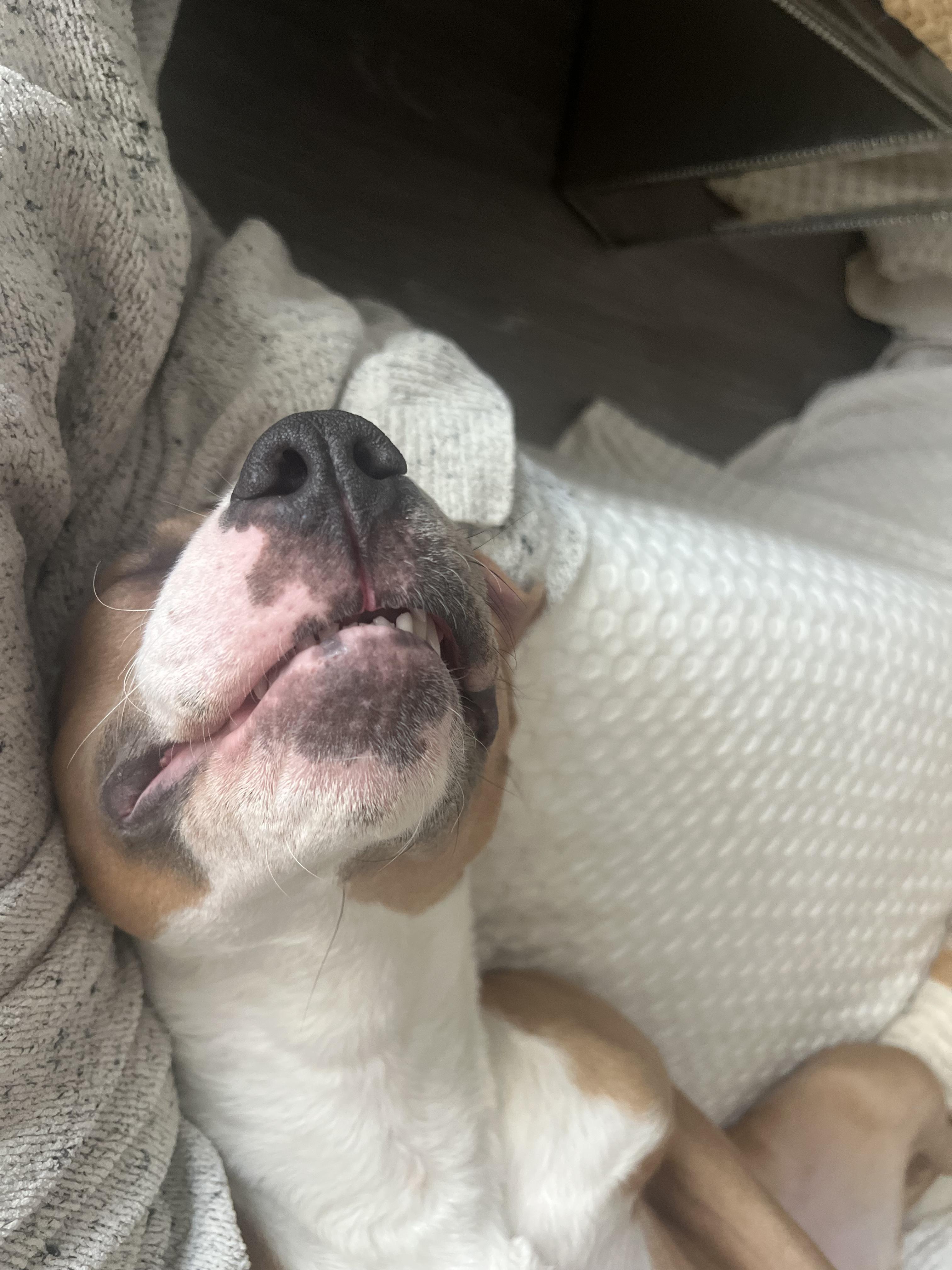 Enlarge Lula, a Adoptable mixed breed in Montclair, NJ image 6/6