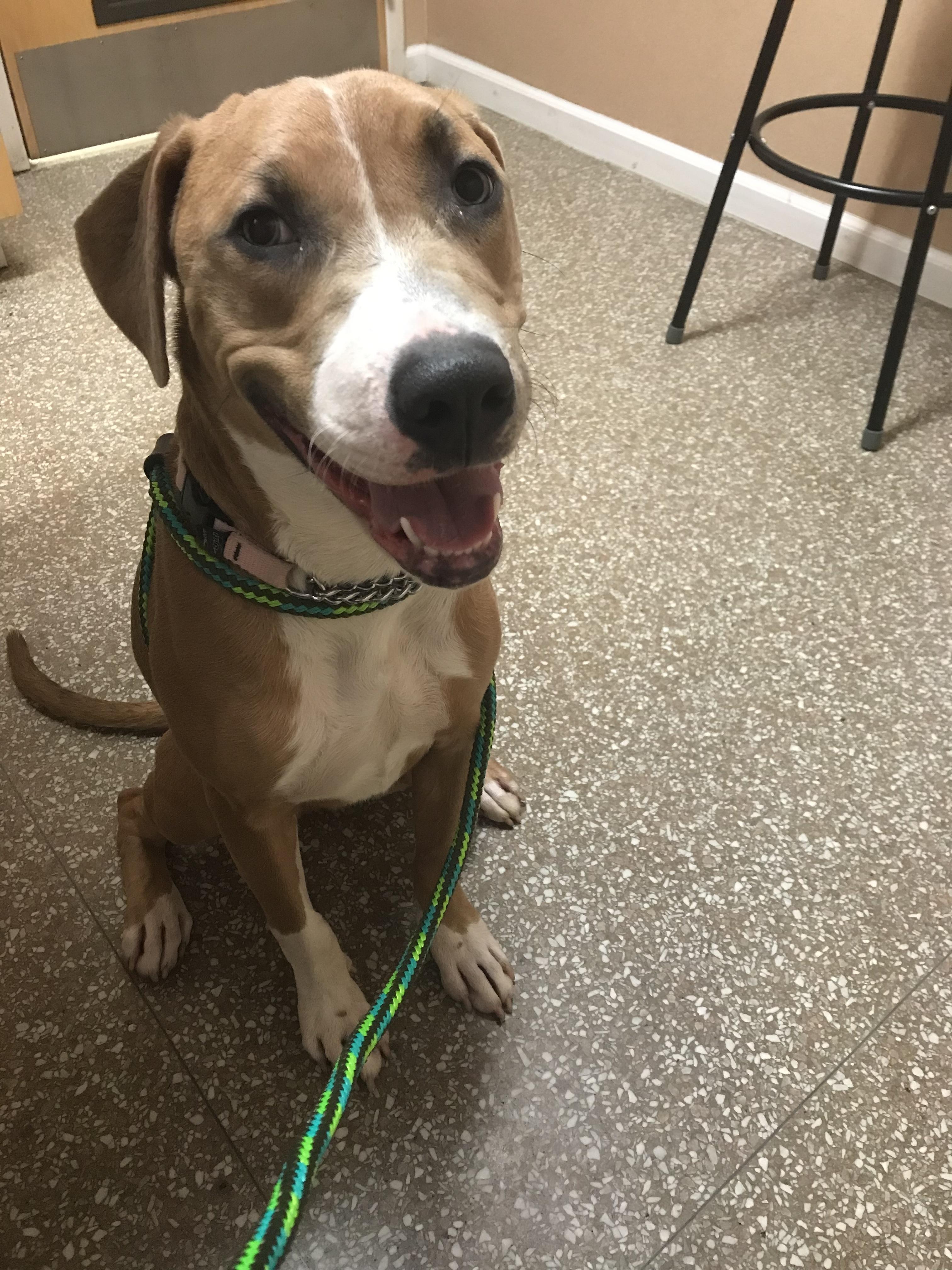 Enlarge Lula, a Adoptable mixed breed in Montclair, NJ image 3/6