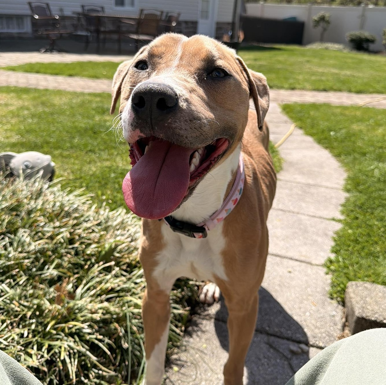 Lula, Adoptable, Young Female American Staffordshire Terrier.