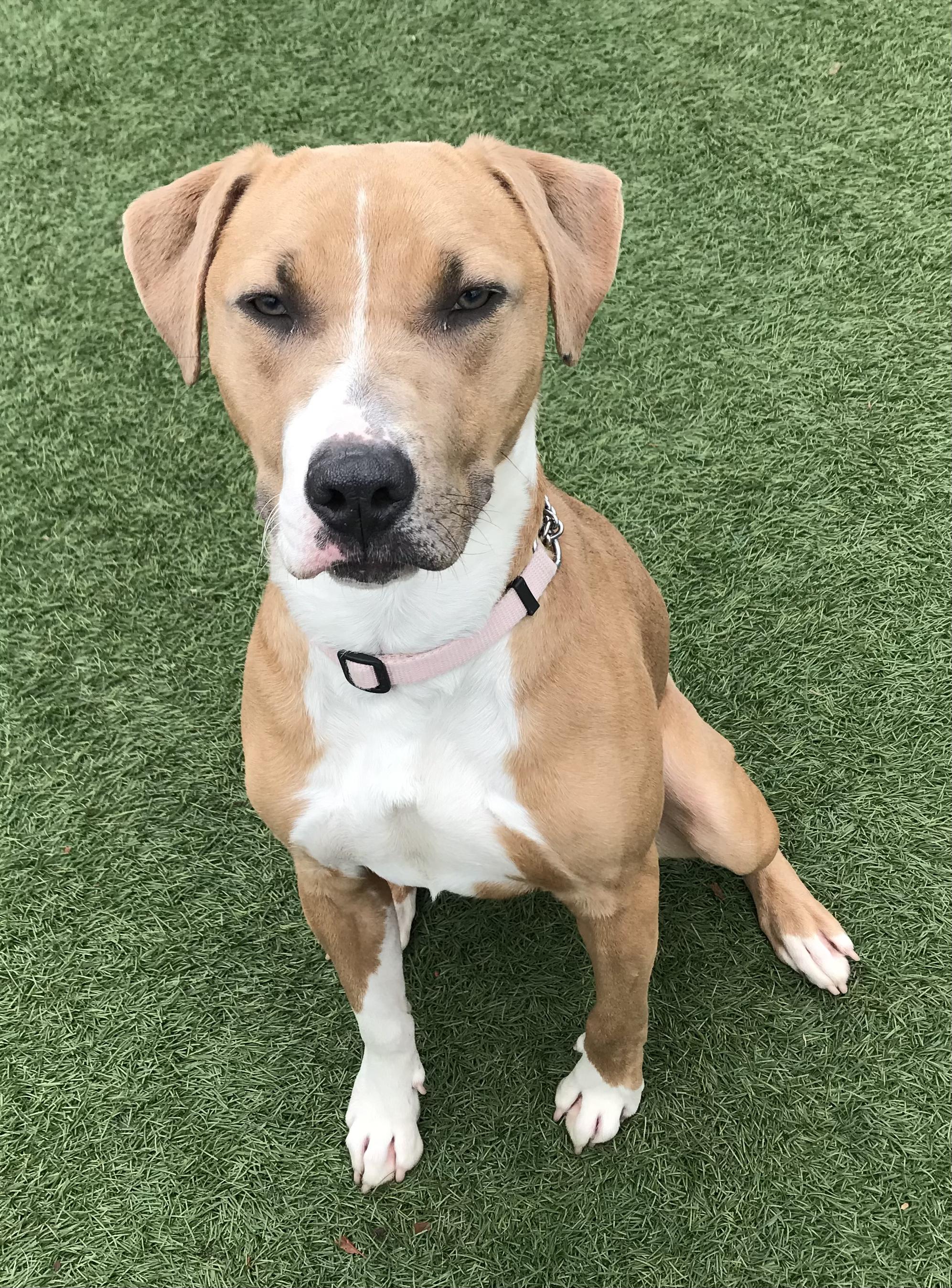 Lula, Adoptable, Young Female American Staffordshire Terrier.