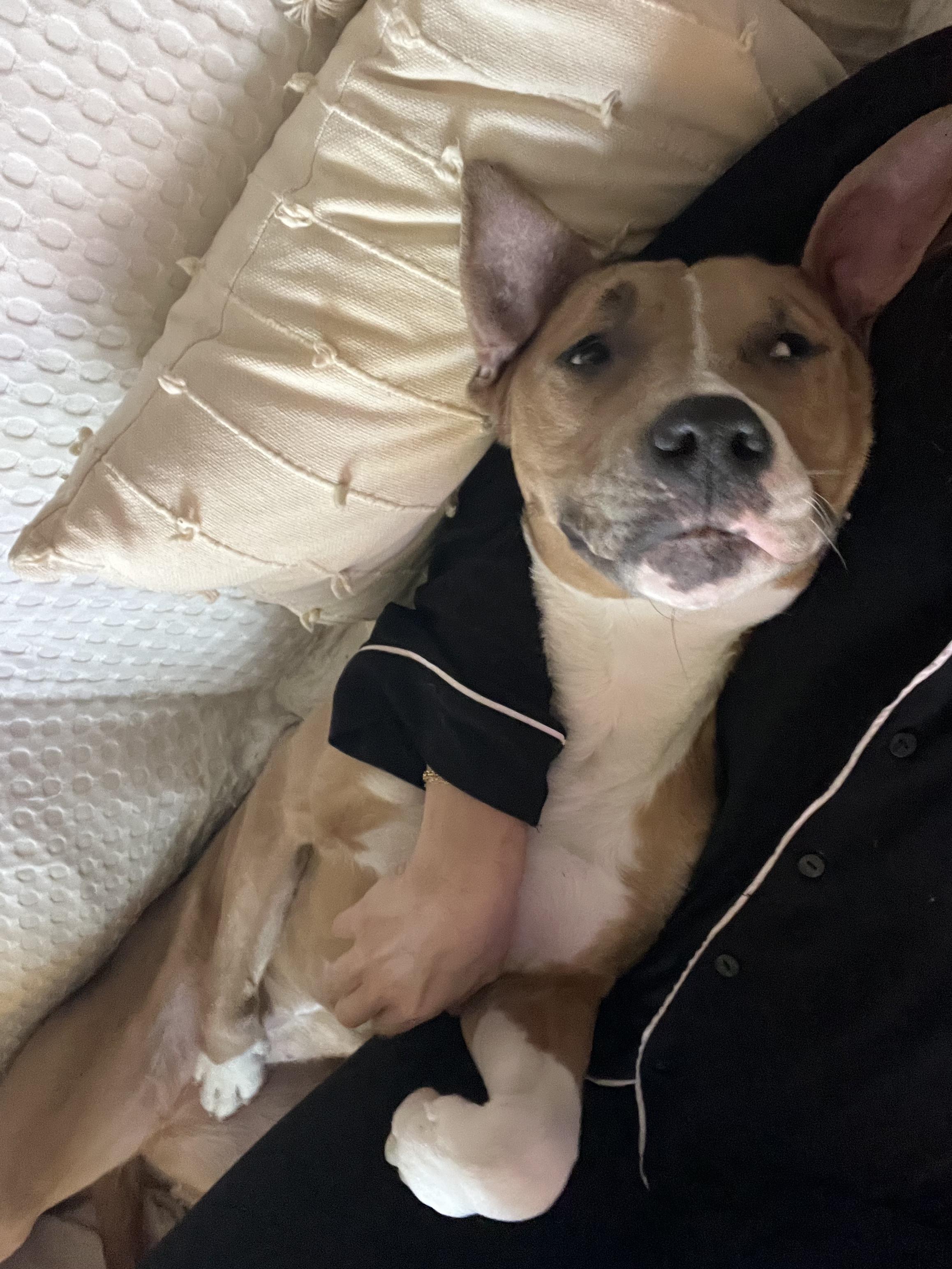 Enlarge Lula, a Adoptable mixed breed in Montclair, NJ image 5/6