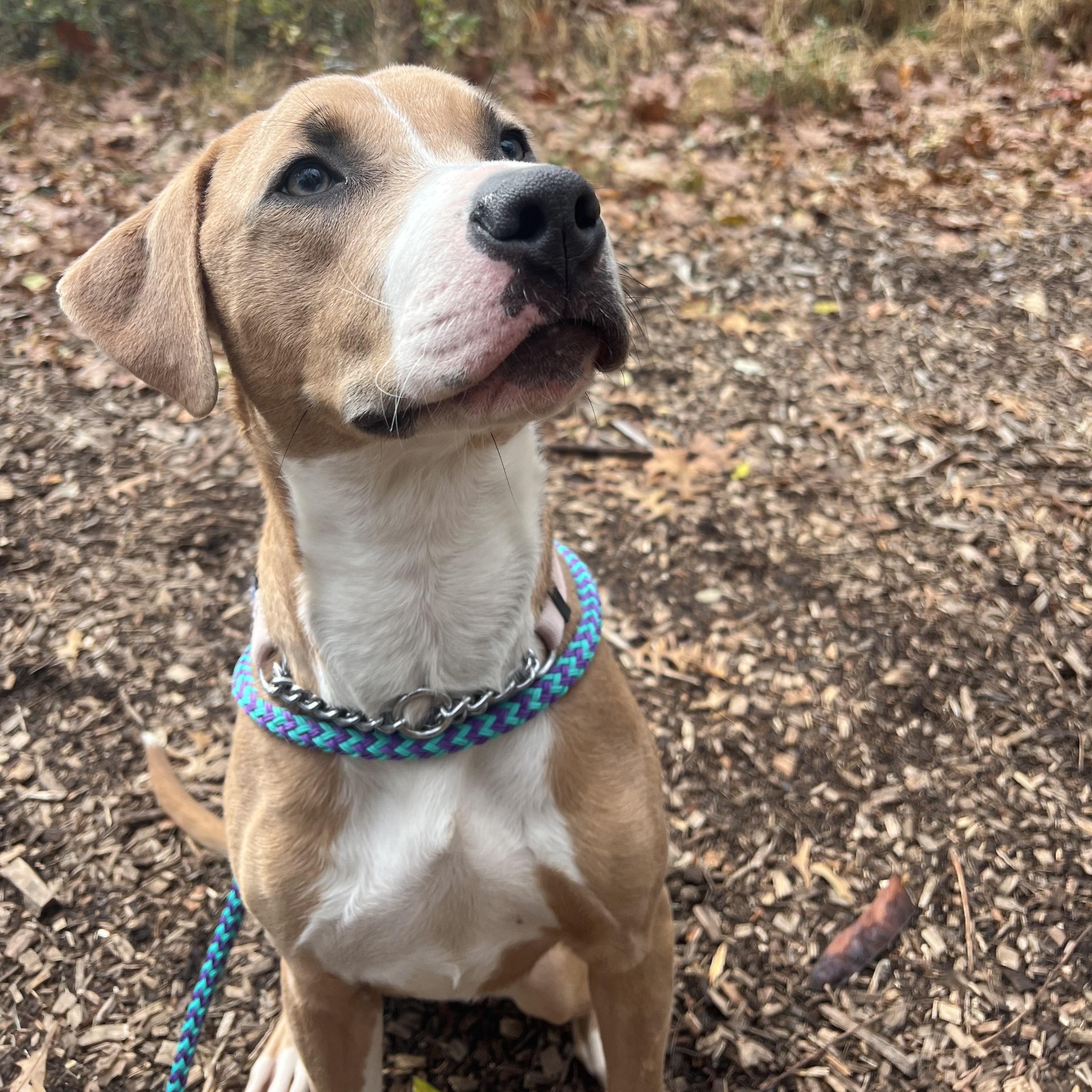 Enlarge Lula, a Adoptable mixed breed in Montclair, NJ image 1/6