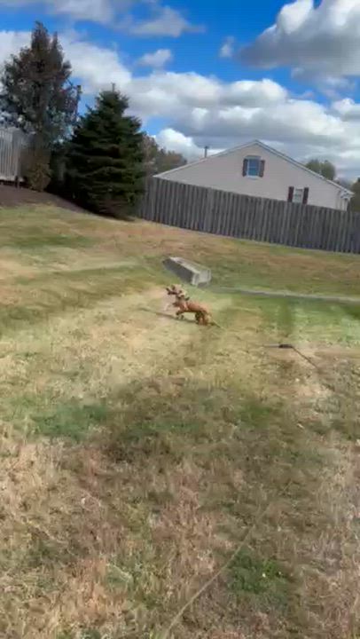 Enlarge Lula, a Adoptable mixed breed in Montclair, NJ video 4/6