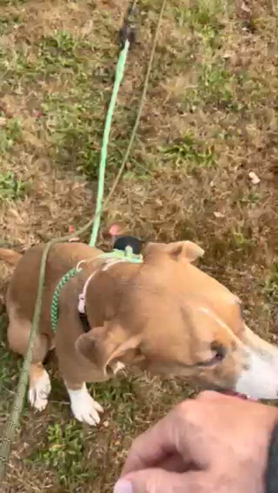Enlarge Lula, a Adoptable mixed breed in Montclair, NJ video 6/6
