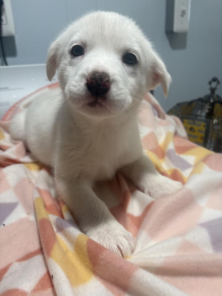 Bailey (Available 02/20), Adoptable, Puppy Female Shepherd & Husky.