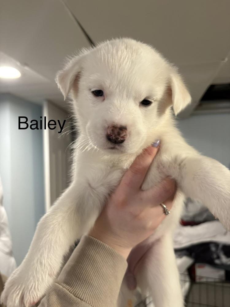 Bailey (Available 02/20), a Adoptable mixed breed in Irwin, PA image 2/2