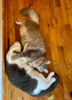 Enlarge Sam Nibbles, a ADOPTABLE Domestic Short Hair in Noble, OK image 3/5