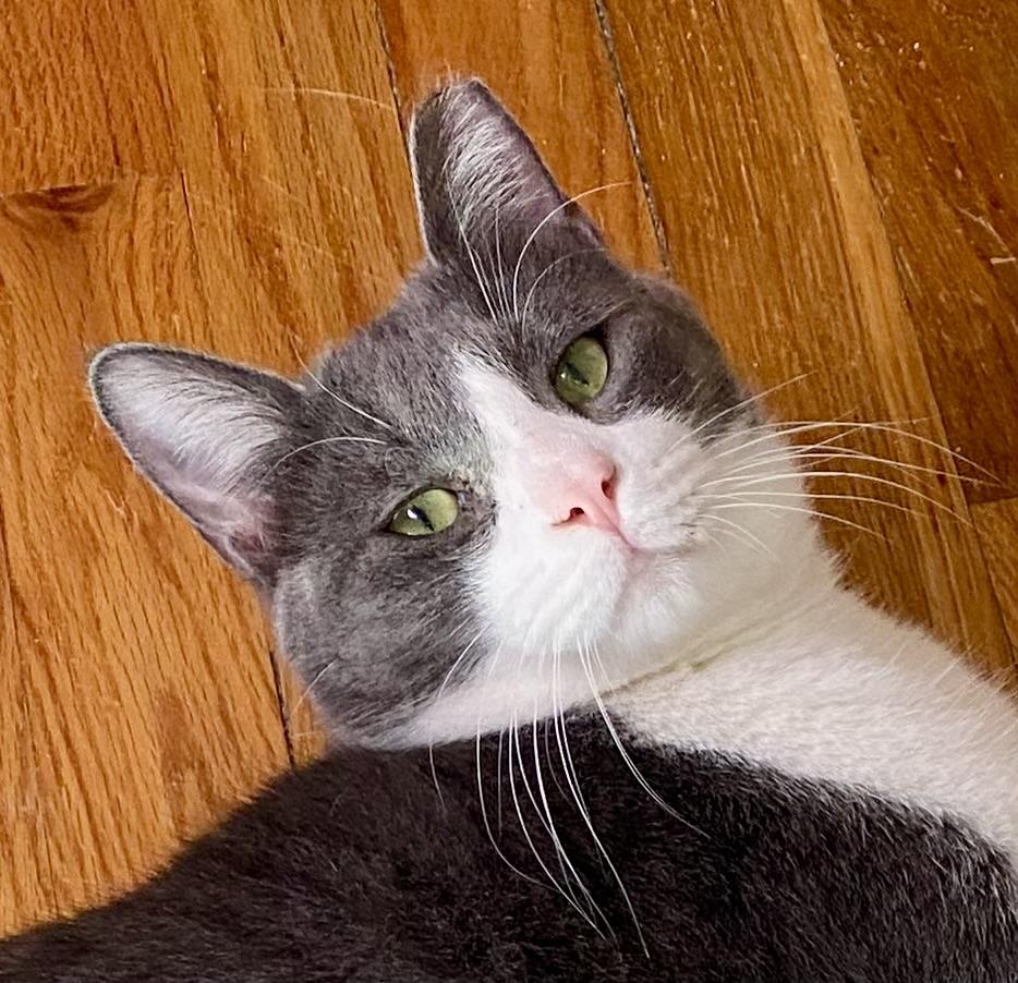 Enlarge Sam Nibbles, a ADOPTABLE Domestic Short Hair in Noble, OK image 1/5