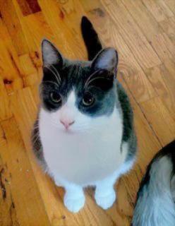 Enlarge Sam Nibbles, a ADOPTABLE Domestic Short Hair in Noble, OK image 2/5