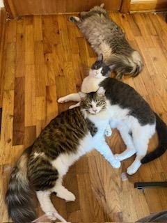 Enlarge Sam Nibbles, a ADOPTABLE Domestic Short Hair in Noble, OK image 5/5