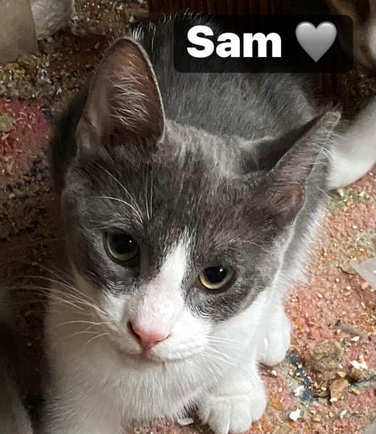 Enlarge Sam Nibbles, a ADOPTABLE Domestic Short Hair in Noble, OK image 4/5