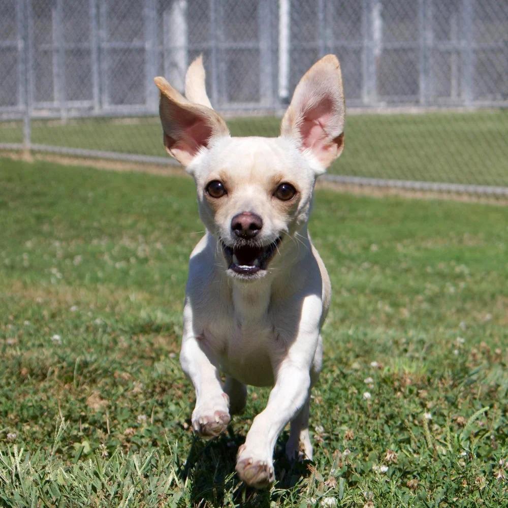 Enlarge Sophie, a Adoptable mixed breed in Godfrey, IL image 6/6