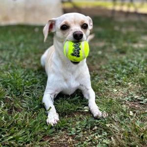 Enlarge Sophie, a Adoptable mixed breed in Godfrey, IL image 3/6
