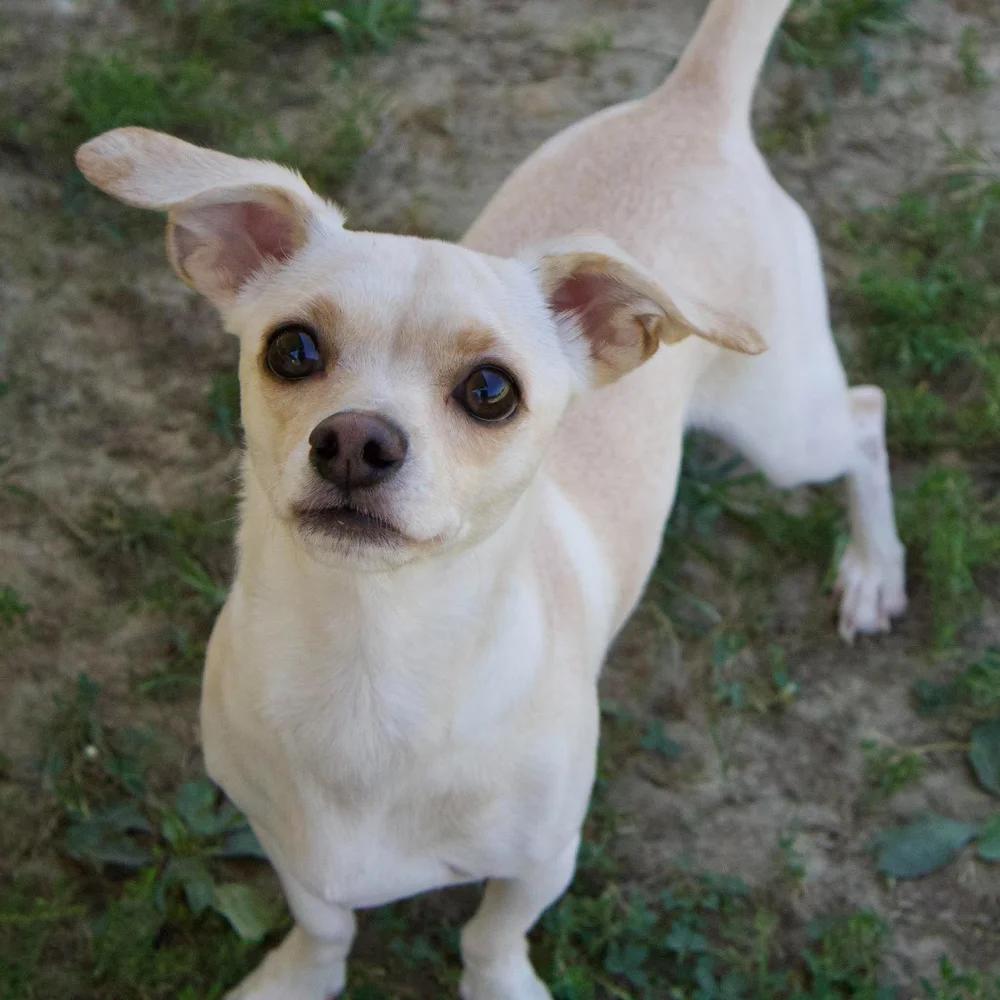 Enlarge Sophie, a Adoptable mixed breed in Godfrey, IL image 5/6