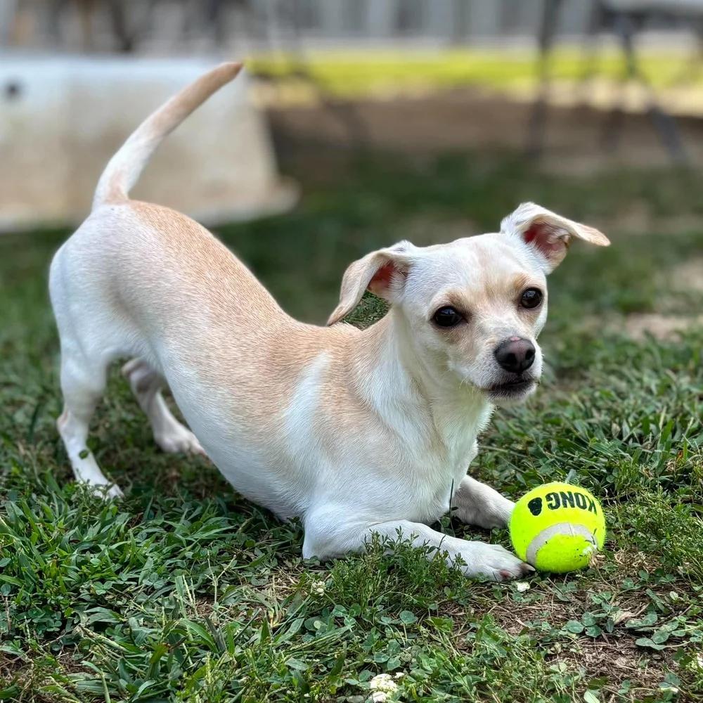 Enlarge Sophie, a Adoptable mixed breed in Godfrey, IL image 4/6