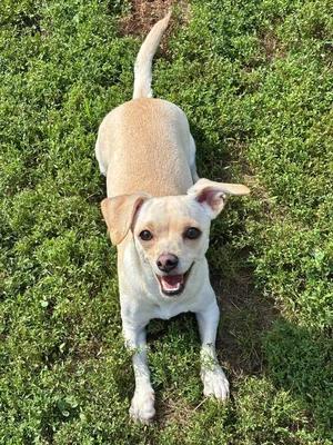Enlarge Sophie, a Adoptable mixed breed in Godfrey, IL image 2/6