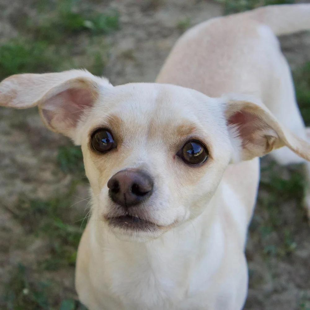 Enlarge Sophie, a Adoptable mixed breed in Godfrey, IL image 1/6