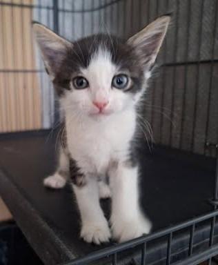 Shelah, Adopted, Young Female Domestic Medium Hair.