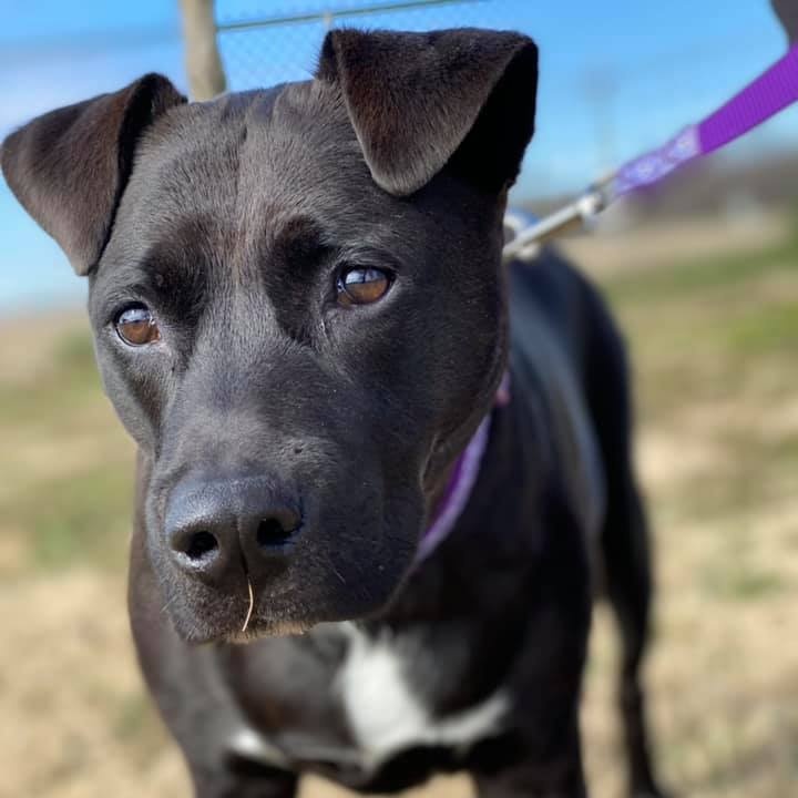 Enlarge Sheba, a Adoptable Black Labrador Retriever in Southaven , MS image 1/5