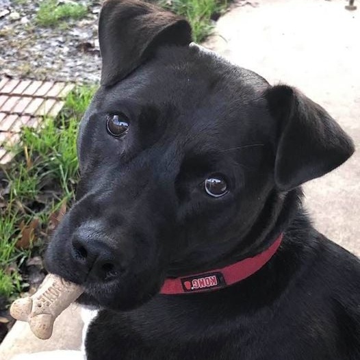Enlarge Sheba, a Adoptable Black Labrador Retriever in Southaven , MS image 4/5