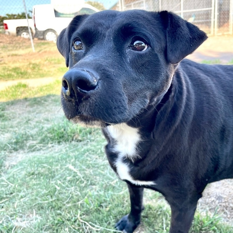 Enlarge Sheba, a Adoptable Black Labrador Retriever in Southaven , MS image 2/5