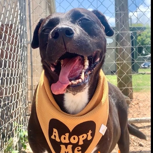 Enlarge Sheba, a Adoptable Black Labrador Retriever in Southaven , MS image 5/5