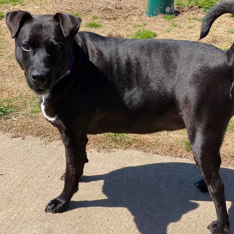 Enlarge Sheba, a Adoptable Black Labrador Retriever in Southaven , MS image 3/5